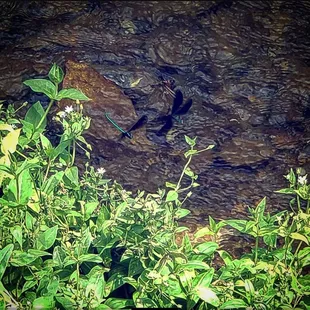 Dragonflies at the stream