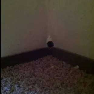 Mice chew through into the closets