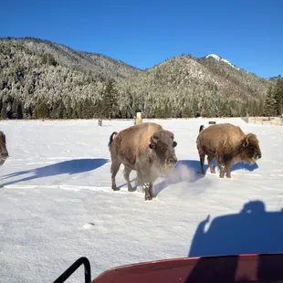 Bison don&apos;t mind the snow, they grow a super thick winter coat to keep them warm!