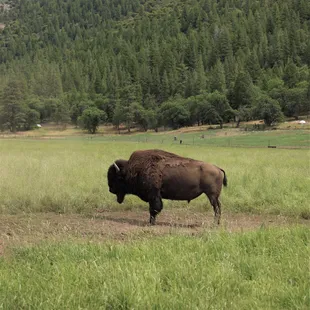One of our bison bulls standing tall!