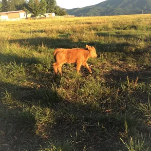 Look how adorable this baby highland is! Like a big teddy bear!