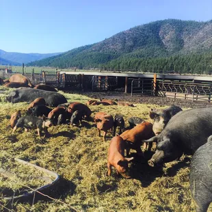 Lots of pigs having a grand old time in some fresh hay from our property.