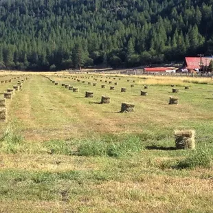 We rotate over 20 pastures across our ranch, allowing us to raise animals, let the land rest, and produce our own hay all at the same time!