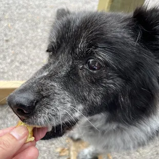 Roxie approved the egg!