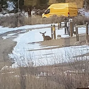 Some elk were hanging around