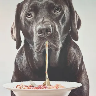 a dog eating spaghetti from a bowl