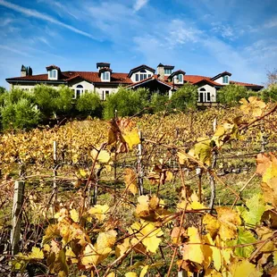 Autumn 2021 at the winery