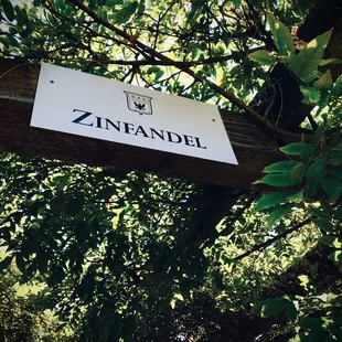 The trumpet-vine encrusted pergola is perfect for fair weather weekend picnics at Byington vineyard and winery.