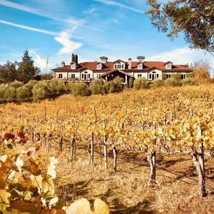 In autumn, the beauty of the Pinot Noir vineyards is unforgettable here at Byington.