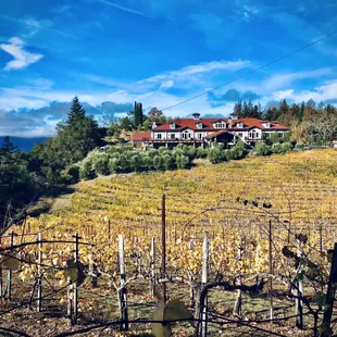 Autumn at Byington estate winery.