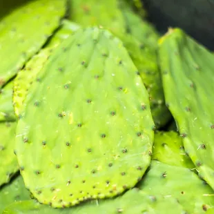 a close up of a cactus plant