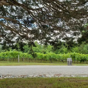 Outside at beautiful Byrd Cellars in Goochland, VA!