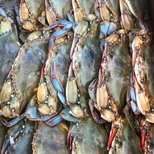 We only source fresh and alive soft shell crabs out of local waters May-October.