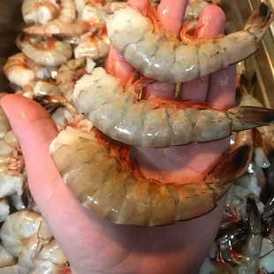 Fresh N.C. Shrimp
