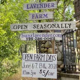 06.07.20 it's open picking season at the lavender farm