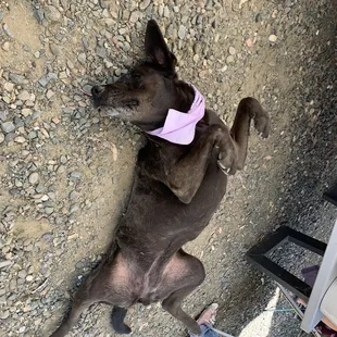 We're greeted by this dog