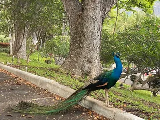 Makaha Valley Towers