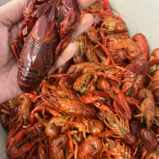 BOILED CRAWFISH DAILY WHEN IN SEASON
