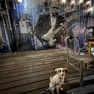 Molly hanging out on the patio.