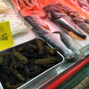 a variety of fish in a display case