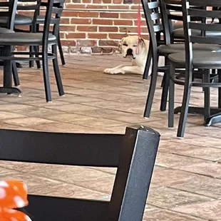 3-10-2022 dog friendly