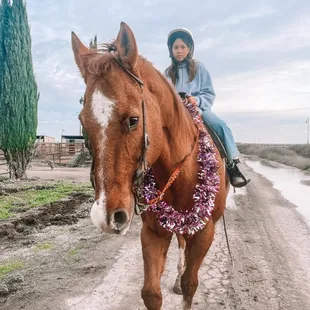 Tank the lesson horse