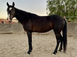 KF Equine