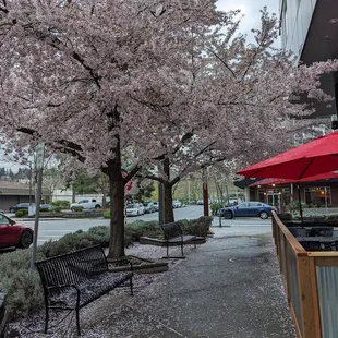 The outdoor area and the wonderful flowering cherry trees!  Will be great during summer.