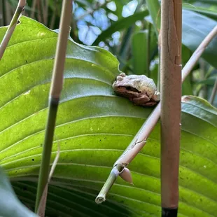 Froggy by our table!