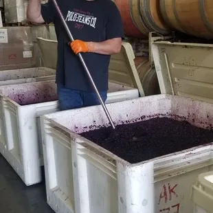 Harvest