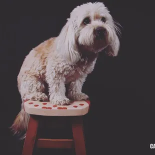 Pet portraits now available!