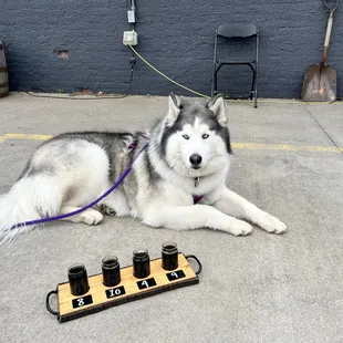 She's looking very amused.  Patio with my pup  https://instagram.com/myathehusky2020?igshid=YmMyMTA2M2Y=