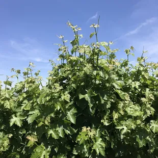 Cabernet Sauvignon in May 2020