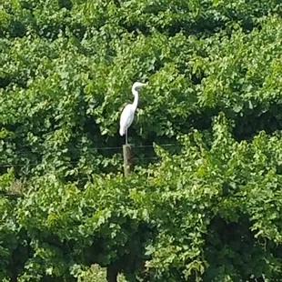 We had a visitor watching over our vineyard.