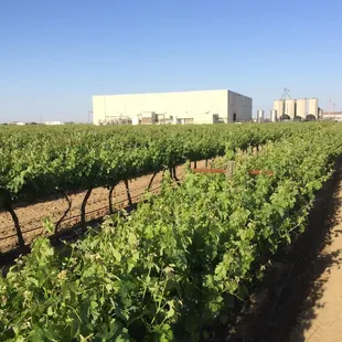 Winery &amp; Vineyards