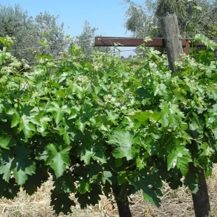 Cabernet Sauvignon vines April 2018