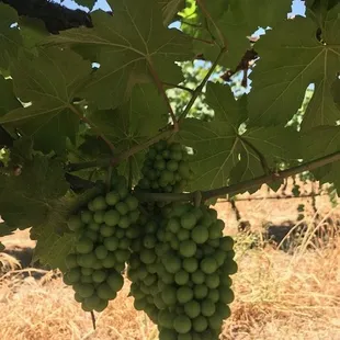 Pinot Grigio pictured in June 2020.