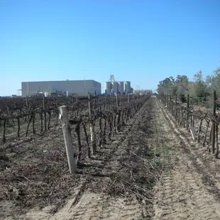 Cabernet Vines after cleanup in February 2018