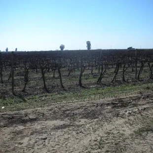 Cabernet during cleanup