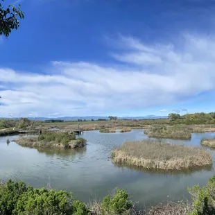 Photo of the Marshy area