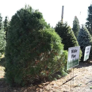 Tree Education Display