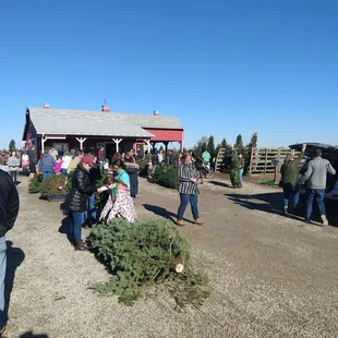 Waiting in line to pick a Christmas tree!
