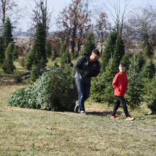 Bringing in the tree!