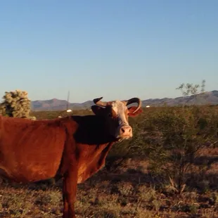 Free range cattle near the campground!