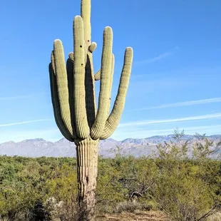 Cactus Forest Trail | Instagram: @telephonesmoothie