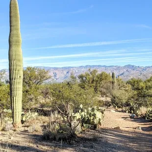 Cactus Forest Trail | Instagram: @telephonesmoothie