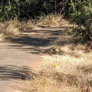 Rattlesnake, Desert Ecology Trail | Instagram: @telephonesmoothie