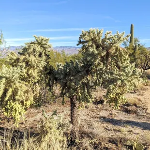 Chain Fruit Cholla, Cactus Forest Trail | Instagram: @telephonesmoothie