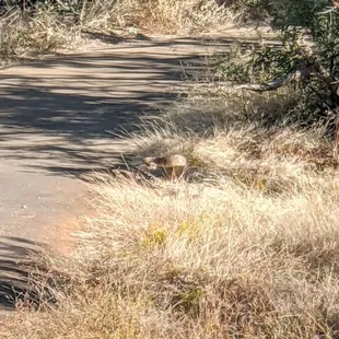 Rattlesnake, Desert Ecology Trail | Instagram: @telephonesmoothie