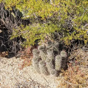 Hedgehog Cactus, Freeman Homestead Nature Trail | Instagram: @telephonesmoothie